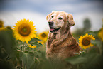 Golden Retriever Hndin