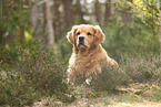 Golden Retriever daren