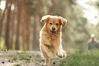 Golden Retriever daren