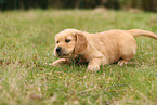 Golden Retriever Welpe