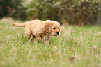 Golden Retriever Welpe