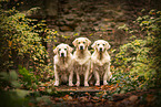 3 Golden Retriever