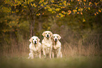 3 Golden Retriever