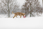 junger Golden Retriever