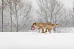 junger Golden Retriever