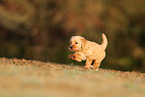 Golden Retriever Welpe