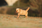 Golden Retriever Welpe