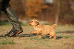 Golden Retriever Welpe