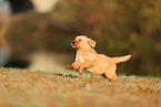 Golden Retriever Welpe