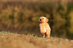 Golden Retriever Welpe