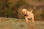 Golden Retriever Welpe