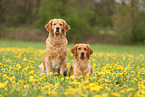 2 Golden Retriever