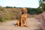 junger Golden Retriever