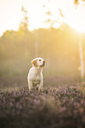 junger Golden Retriever