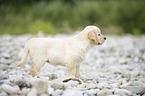 Golden Retriever Welpe