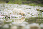 Golden Retriever Welpe