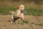 Golden Retriever Welpe