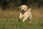 Golden Retriever Welpe