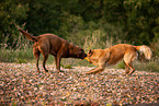 Labrador und Golden Retriever