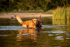 Labrador und Golden Retriever