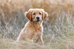 Golden Retriever Welpe