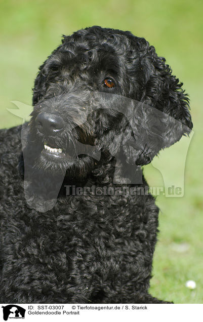 Goldendoodle Portrait / Goldendoodle Portrait / SST-03007