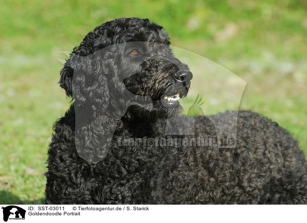 Goldendoodle Portrait / Goldendoodle Portrait / SST-03011