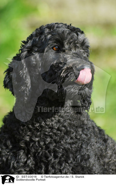 Goldendoodle Portrait / Goldendoodle Portrait / SST-03016