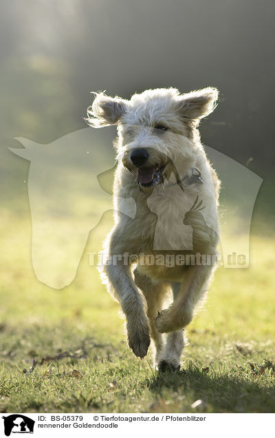 rennender Goldendoodle / running Goldendoodle / BS-05379