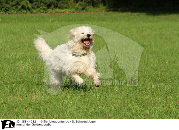 rennender Goldendoodle / running Goldendoodle / SS-44282