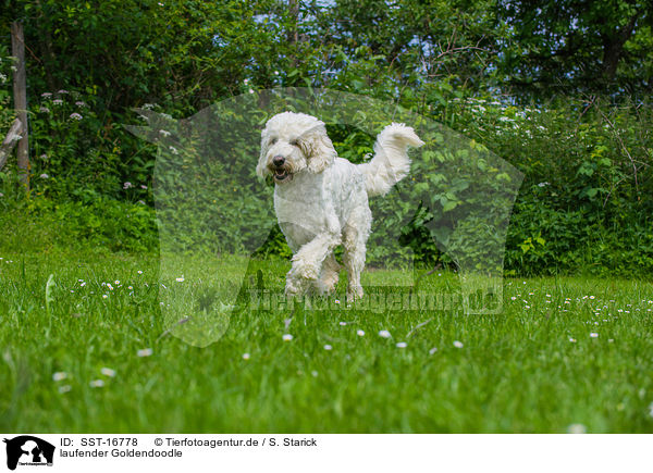 laufender Goldendoodle / running Goldendoodle / SST-16778