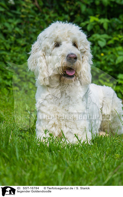 liegender Goldendoodle / lying Goldendoodle / SST-16784