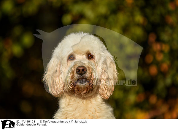 Goldendoodle Portrait / Goldendoodle portrait / YJ-16153