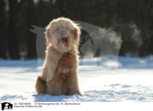 sitzender Goldendoodle / sitting Goldendoodle / KB-04658