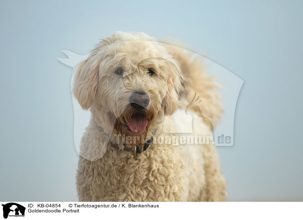 Goldendoodle Portrait / Goldendoodle Portrait / KB-04854