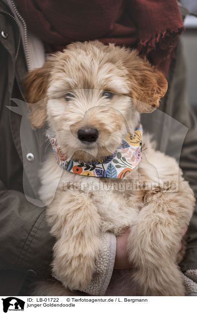 junger Goldendoodle / young Goldendoodle / LB-01722