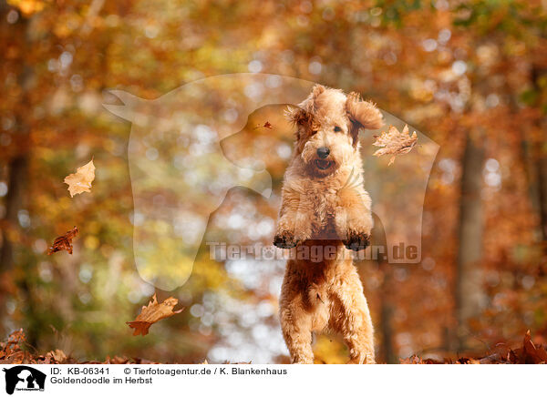 Goldendoodle im Herbst / Goldendoodle in autumn / KB-06341