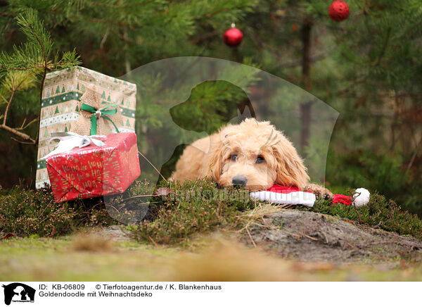 Goldendoodle mit Weihnachtsdeko / Goldendoodle with christmas decoration / KB-06809