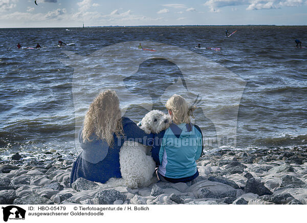 ausgewachsener Goldendoodle / adult Goldendoodle / HBO-05479