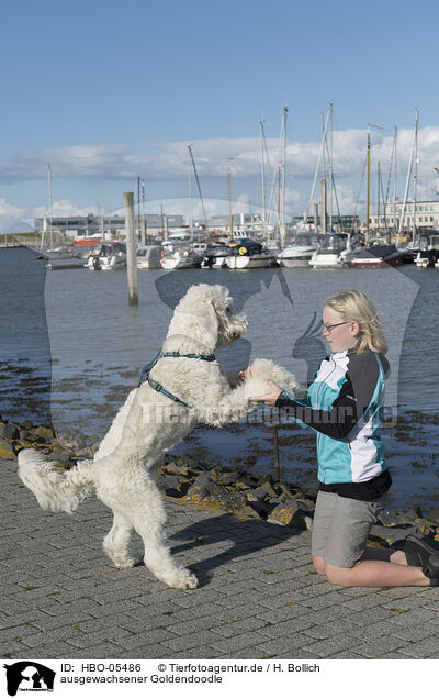 ausgewachsener Goldendoodle / adult Goldendoodle / HBO-05486