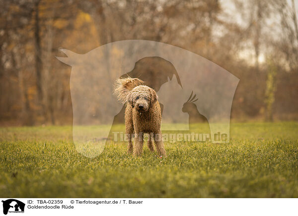 Goldendoodle Rde / male Goldendoodle / TBA-02359