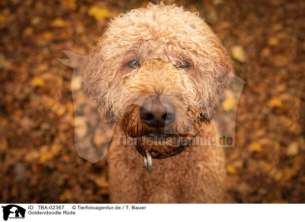 Goldendoodle Rde / male Goldendoodle / TBA-02367