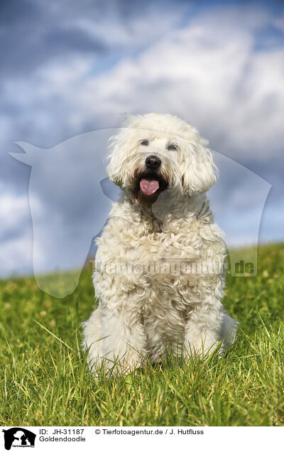 Goldendoodle / Goldendoodle / JH-31187