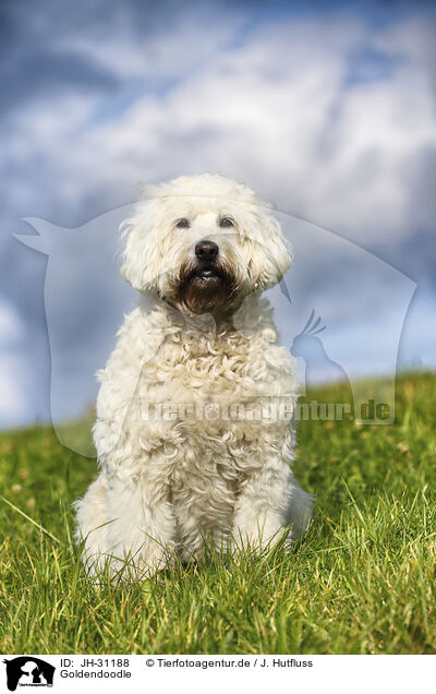 Goldendoodle / Goldendoodle / JH-31188