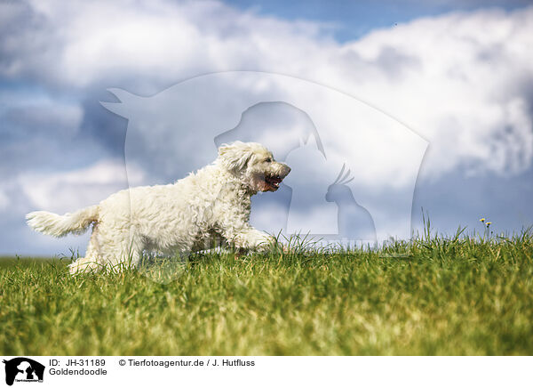 Goldendoodle / Goldendoodle / JH-31189