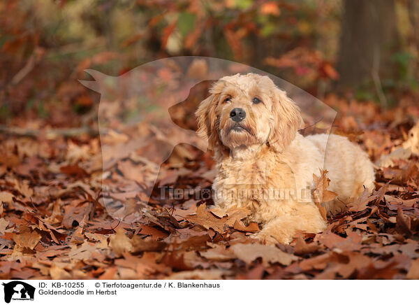Goldendoodle im Herbst / Goldendoodle in autumn / KB-10255