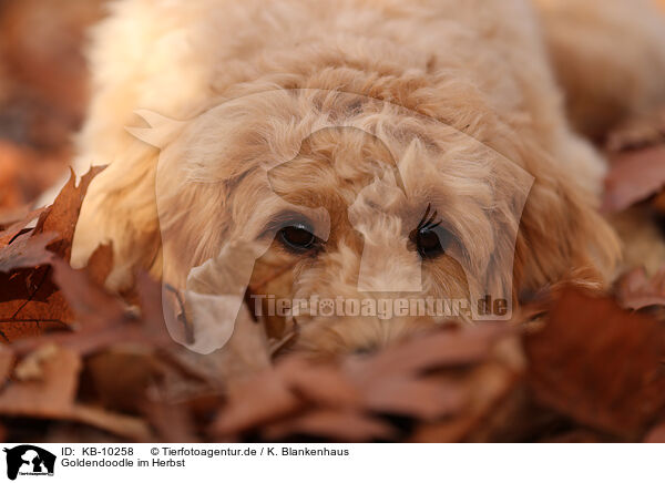 Goldendoodle im Herbst / Goldendoodle in autumn / KB-10258