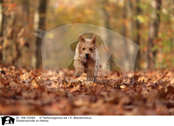 Goldendoodle im Herbst / Goldendoodle in autumn / KB-10268