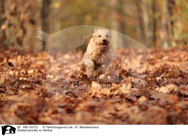 Goldendoodle im Herbst / Goldendoodle in autumn / KB-10272