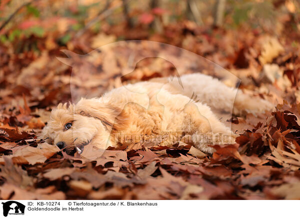 Goldendoodle im Herbst / KB-10274